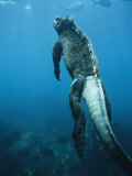 A Marine Iguana Swims Underwater