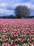 Buy Tulip Field and Cherry Tree, Skagit Valley, WA at AllPosters.com