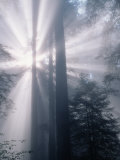 Sunrays Shining Through Redwood Trees