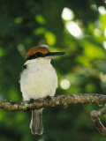 Micronesian Kingfisher Perched on a Tree Branch
