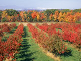 Buy Fruit Orchard in the Fall, Columbia County, NY at AllPosters.com
