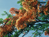 Flowering Tree Branches