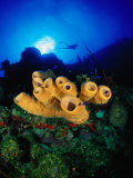 Buy Yellow Tube and Red Sponges in Little Cayman, Bloody Bay Wall, West End Point, Cayman Islands at AllPosters.com
