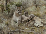 Mountain Lion Nurses her Eight-Week-Old Kittens