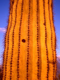 Detail of Yellow Cactus, Saguaro National Park, USA