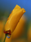 Buy Close-up of a Poppy Bud at AllPosters.com