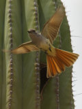An Ash Throated Flycatcher Flies from its Nest in a Cardon Cactus