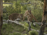 Mother Mountain Lion and her Eleven-Month-Old Cub