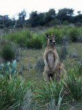 A Kangaroo in Grassland, Tasmania, Australia