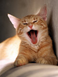 Cat Yawning