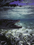 Buy Barracuda in Water at AllPosters.com
