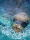 Buy Sea Lion, Netherlands Antilles at AllPosters.com