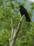Buy A Crow Perched on an Old Dead Tree Snag at AllPosters.com