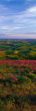 Buy Fields and Wildflowers, Palouse Country, Eastern at AllPosters.com