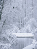 Buy An American Bald Eagle Perched in a Snow-Covered Forest Near a Stream at AllPosters.com