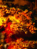 Buy Zoanthids and Sponges, Tie Dye Arch, Poor Knights Islands Marine Reserve, New Zealand at AllPosters.com