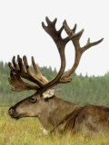 Buy Bull Caribou, Alaska at AllPosters.com