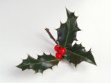 Buy Christmas Holly with Berries at AllPosters.com