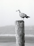 Buy White Seagull on Post, Cape Cod at AllPosters.com