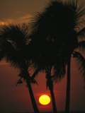 Buy The Silhouette of a Trio of Palm Trees at Sunset at AllPosters.com