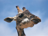 Buy Masai Giraffe Chewing at AllPosters.com