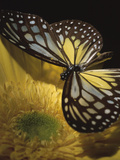 Beautiful Black and Yellow Butterfly on Blooming Yellow Flower