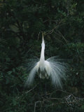 Great Egret Displays its Plumage