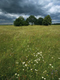 Buy Cluster of Trees in a Field with Wildflowers under a Cloudy Sky at AllPosters.com