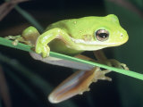 Frog Climbing on to a Leaf, Louisiana