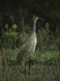 Sandhill Crane Stands Amid the Tall Grass of a Marsh