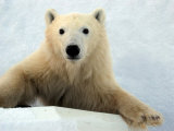 Polar Bear, Ursus Maritimus, Churchill, Manitoba