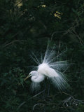 Great Egret Displays its Plumage