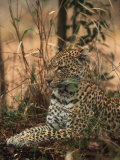 Leopard, Panthera Pardus, Londolozi Game Reserve