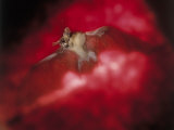 Buy Bat with Wings Spread in Flight and Mouth Open at AllPosters.com