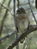 Red-Shouldered Hawk Perches in a Tree on Floridas Gulf Coast