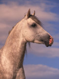 Buy Close-up of White Horse with Sky in Background at AllPosters.com