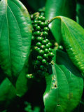Pepper Seeds on Plant at Skandis Longhouse, Kesit River, Malaysia