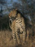 Full Grown Leopard