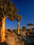Quiver Trees, Namaqualand, South Africa