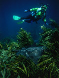 Buy Diver Swimming Over a Spotted Eagle Ray (Aetobatus Narinari) in Orangatea Bay, New Zealand at AllPosters.com