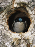 Tree Swallow Peers Out of its Nest, a Hole Once Used by a Flicker