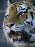 A Portrait of Khuntami, a Male Siberian Tiger