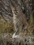 Mountain Lion with a Duck It Killed