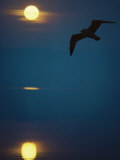 Northern Wisconsin Lake, Seagull at Sunrise