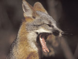 Fox Yawning
