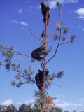 Bear Country, South Dakota
