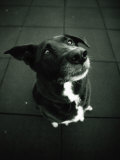 Dog Looks Expectantly