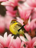 Male Palm Warbler in Magnolia Tree