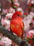Male Summer Tanager
