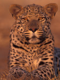 Leopard Relaxing at Animal Rehabilitation Farm, Namibia